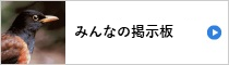 みんなの掲示板